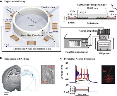 Ultrasound Stimulation Modulates Voltage-Gated Potassium Currents Associated With Action Potential Shape in Hippocampal CA1 Pyramidal Neurons